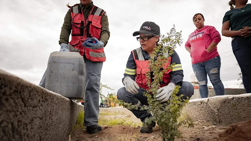 Reforestación en Mazapil apuesta por la biodiversidad